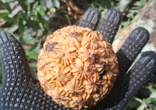 Duguetia sp. "Paraná"