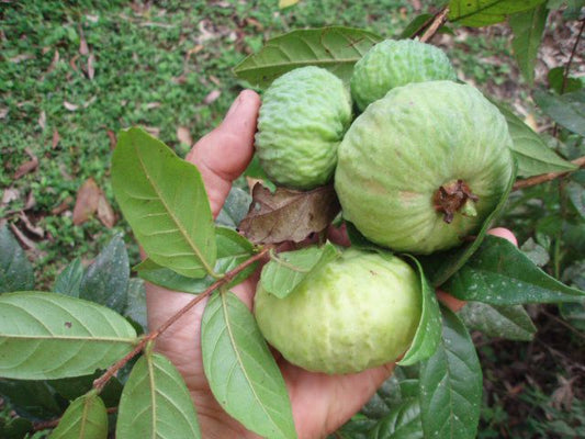 Campomanesia hirsuta