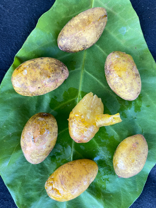 Spondias venulosa
