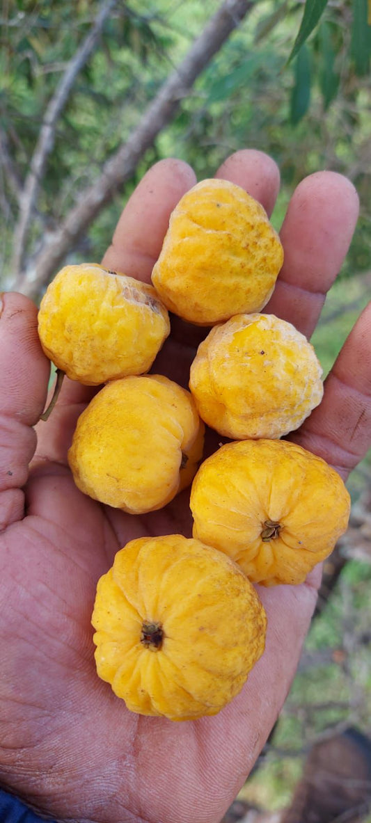 Eugenia sp. "Calix Bento"