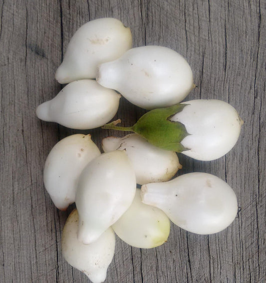 Cordia taguahyenis