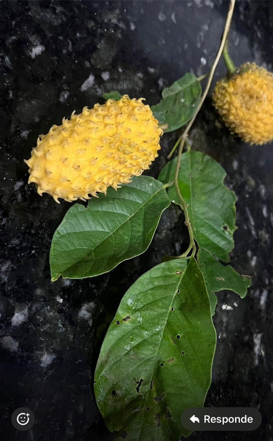 Annona aff. jahnii