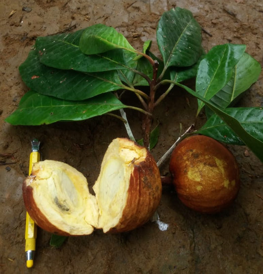 Pouteria macrocarpa
