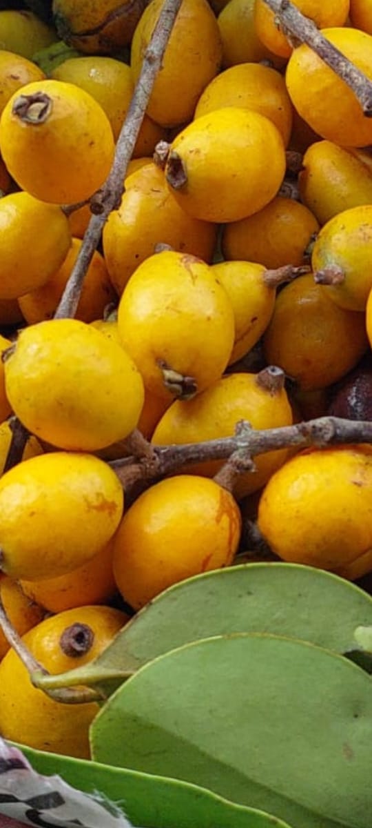 Eugenia sp. "Golden Olive"