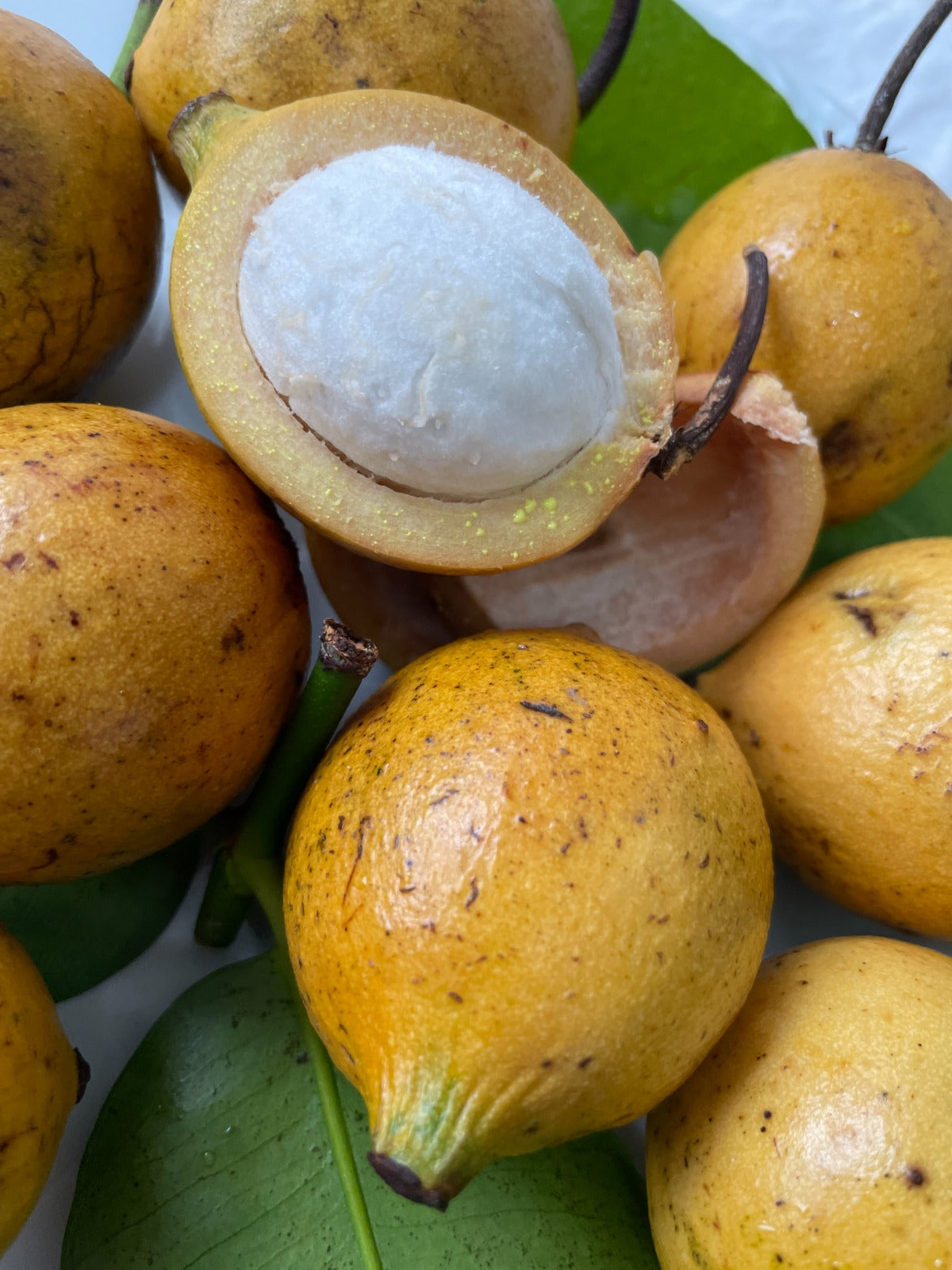 Garcinia leptophylla