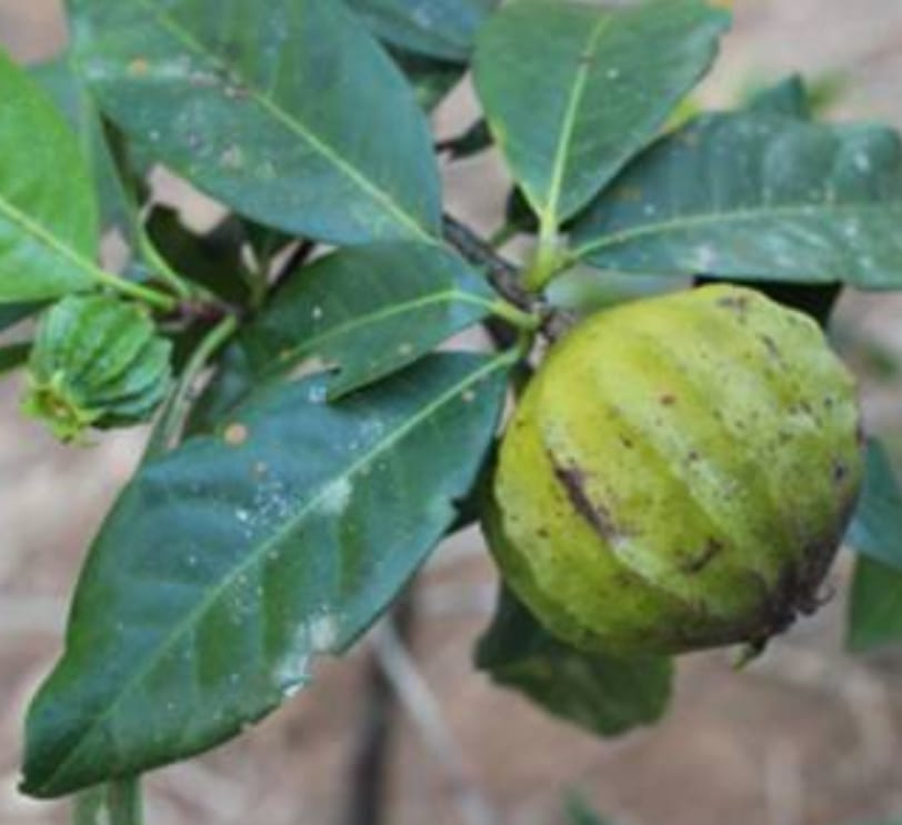 Melanopsidium nigrum "Purui Sanfona"