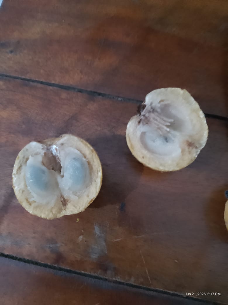 Pouteria torta var. "Extremo sul Bahia"