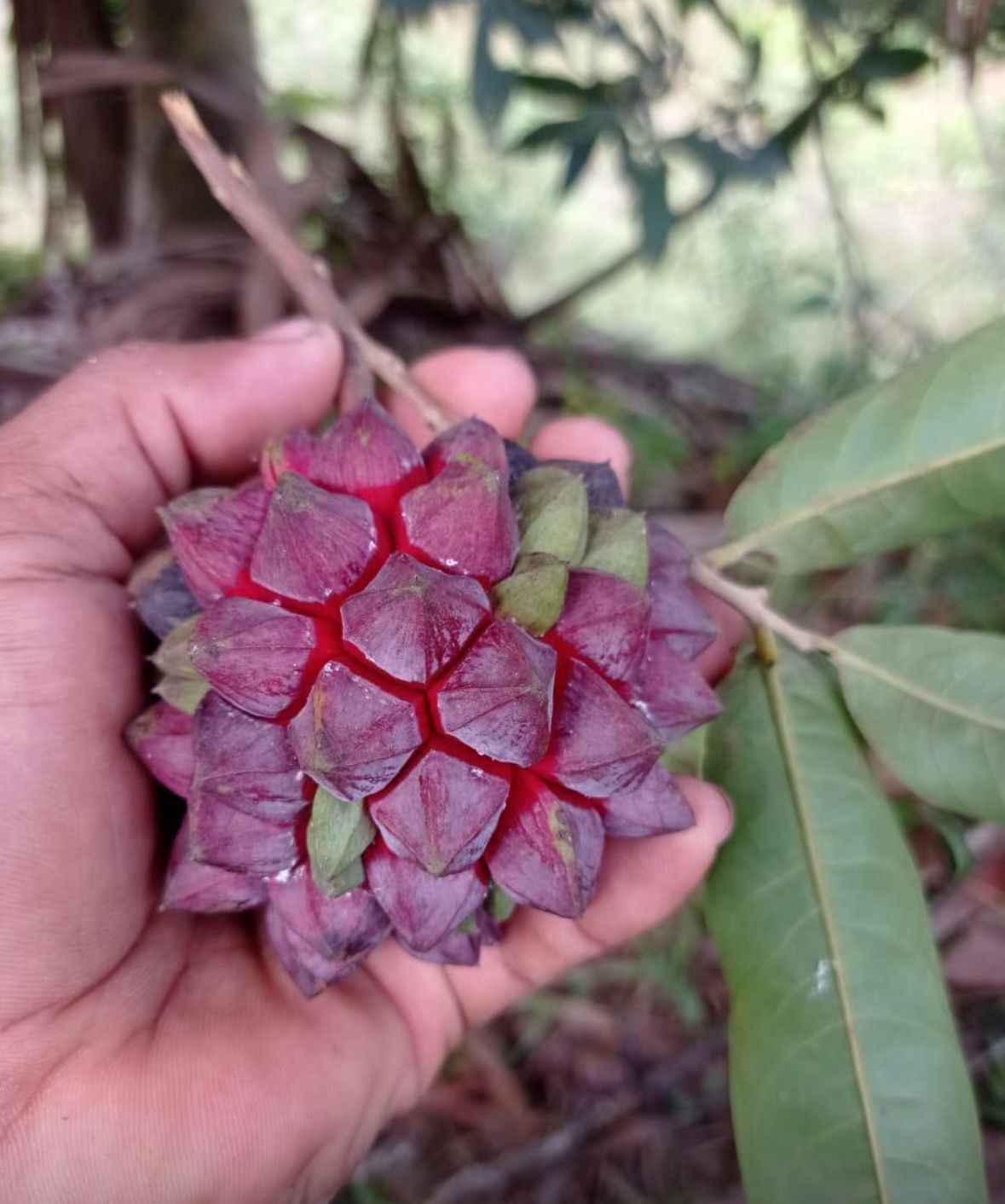 Duguetia cf. valllicola