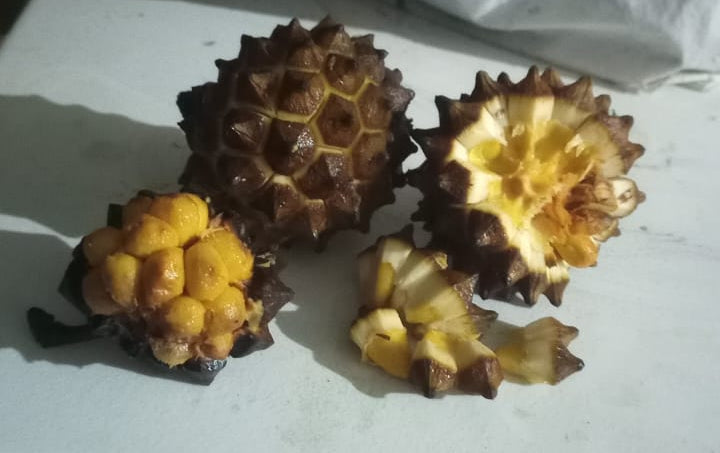 Duguetia stelechanta
