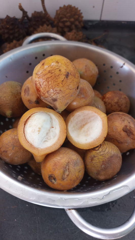 Garcinia sp. "Manaus"