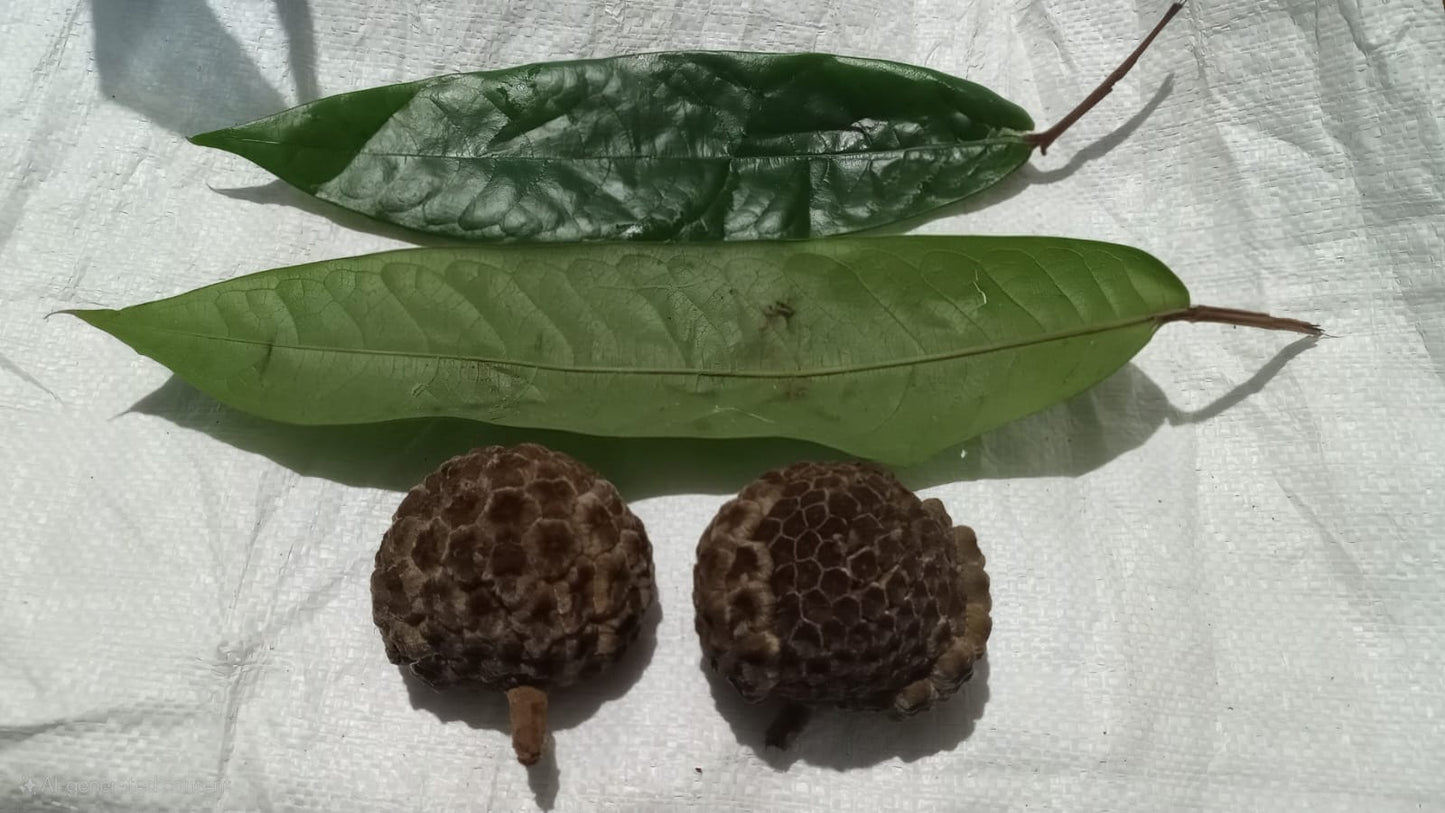 Duguetia cf. manausensis