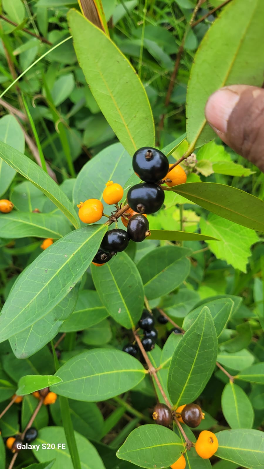 Eugenia aurata "MG"