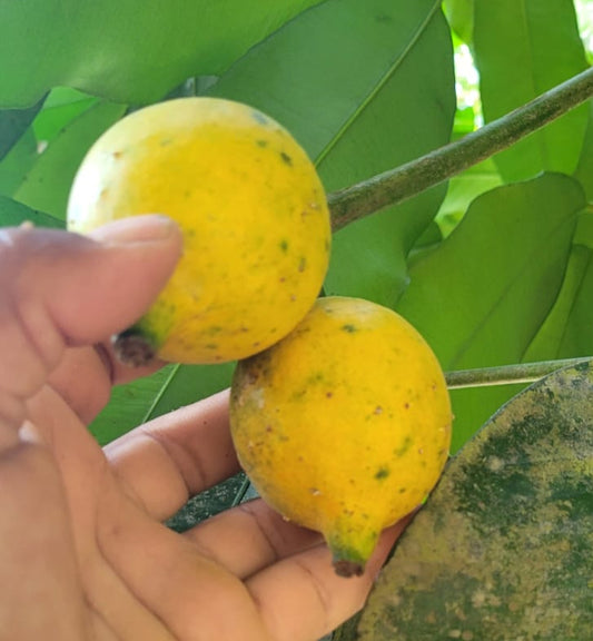 Garcinia sp. "Bico Acre"