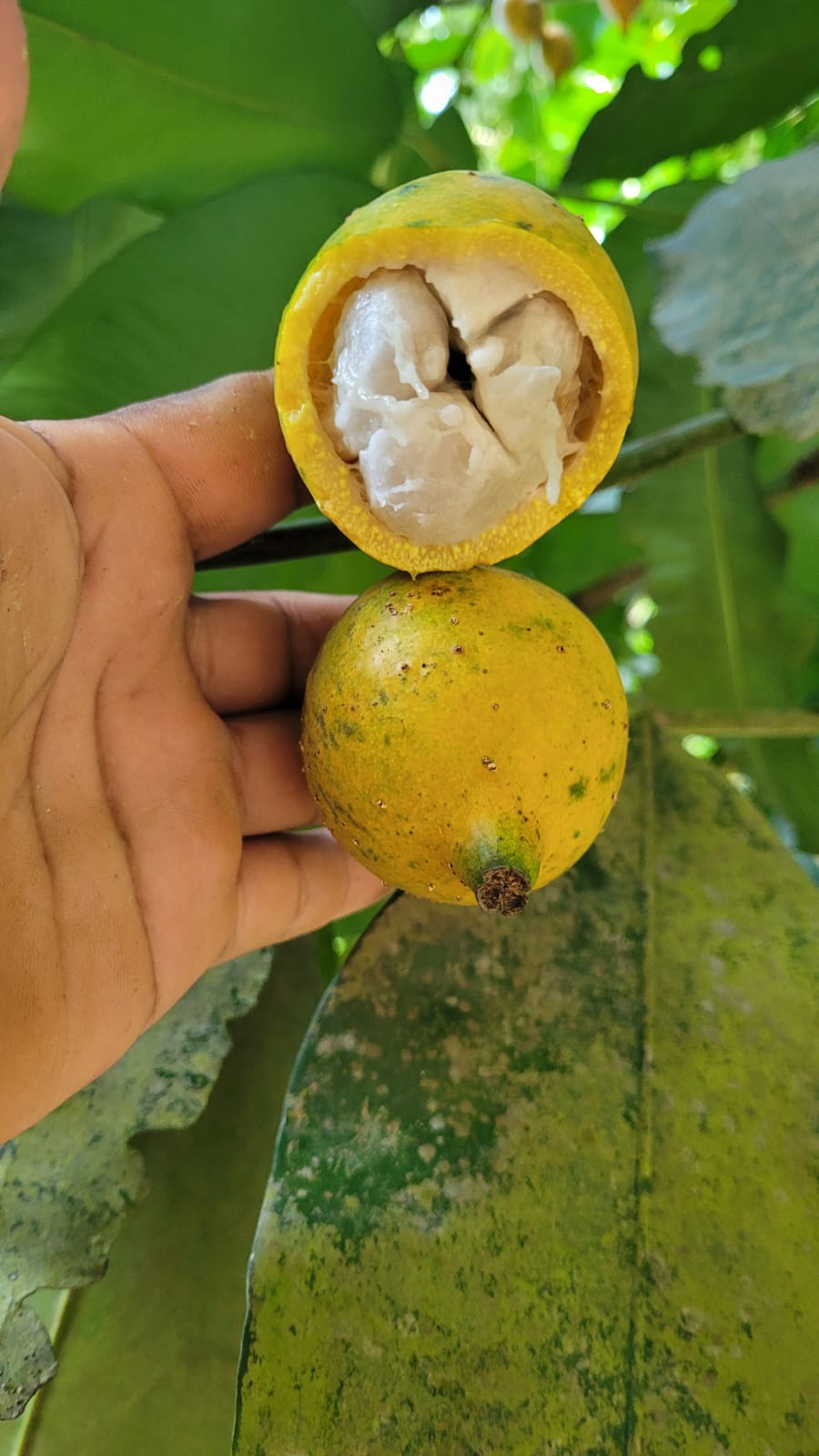 Garcinia sp. "Bico Acre"
