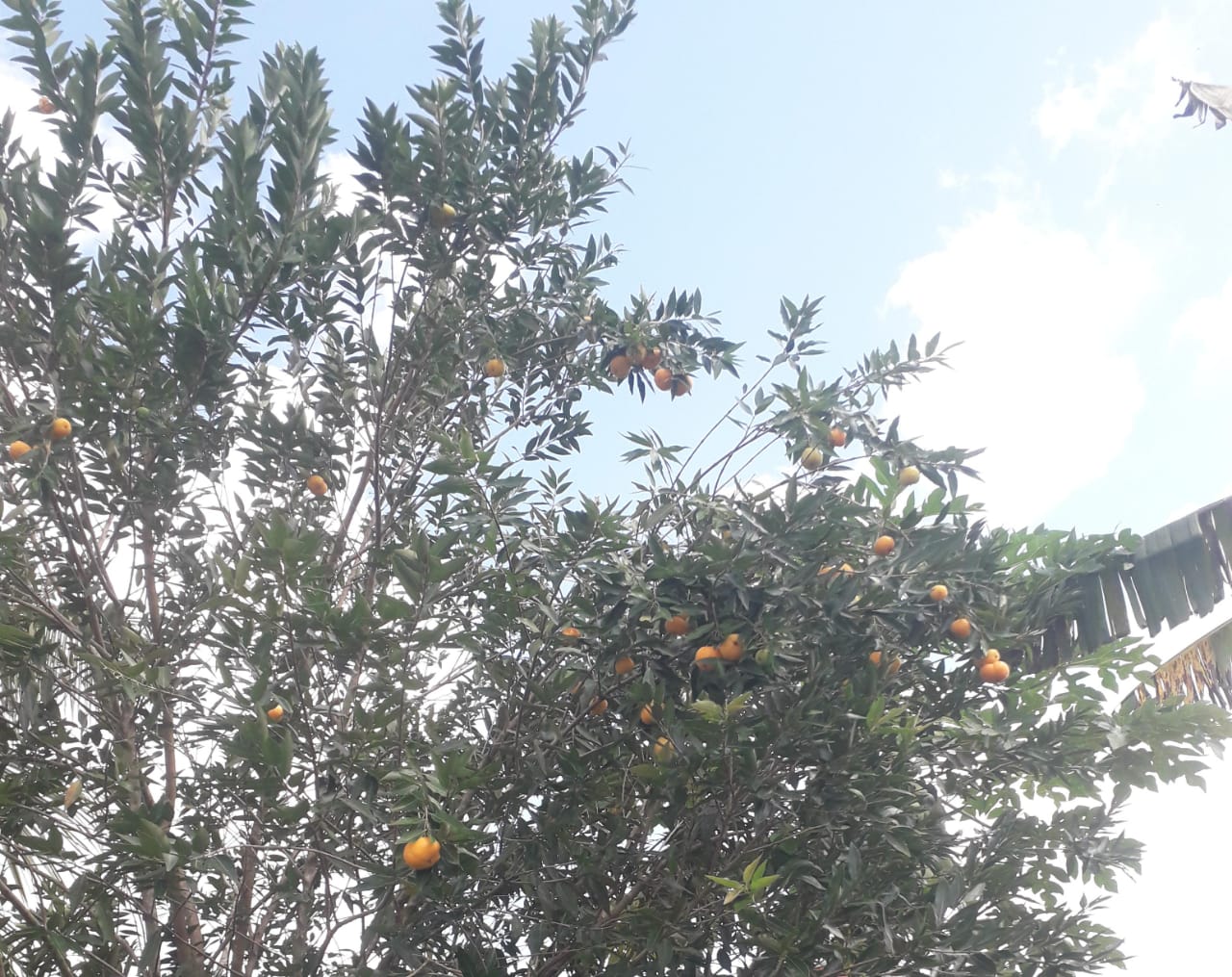 Eugenia aff. pyriformis "Uvaia de Rondônia"