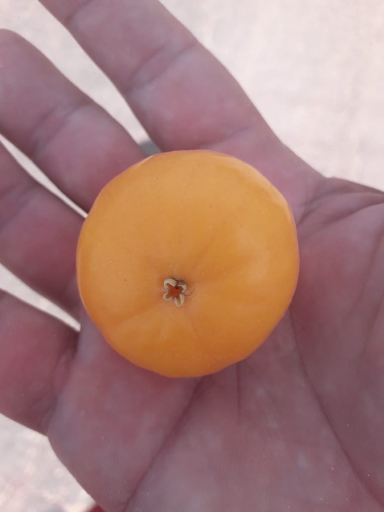 Eugenia aff. pyriformis "Uvaia de Rondônia"