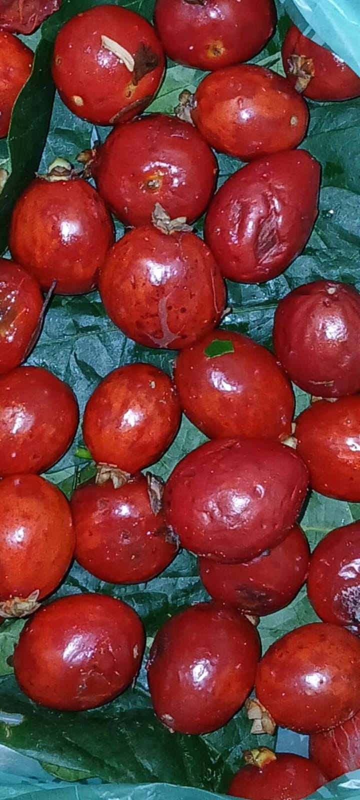 Eugenia corcovadensis