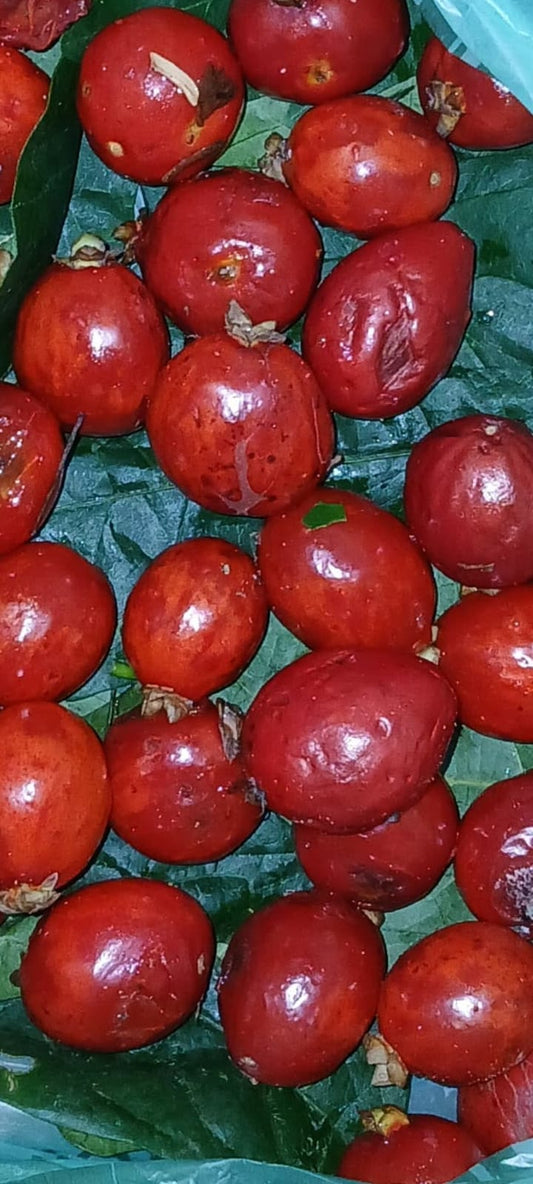 Eugenia corcovadensis