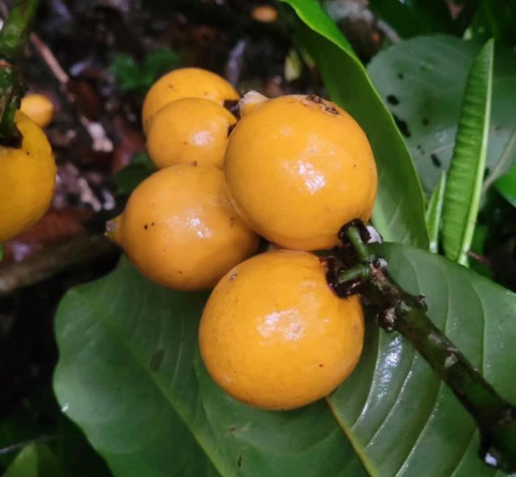 Garcinia sp. "Bola de Ouro"