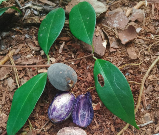 Eugenia sp. "Ypiuna"