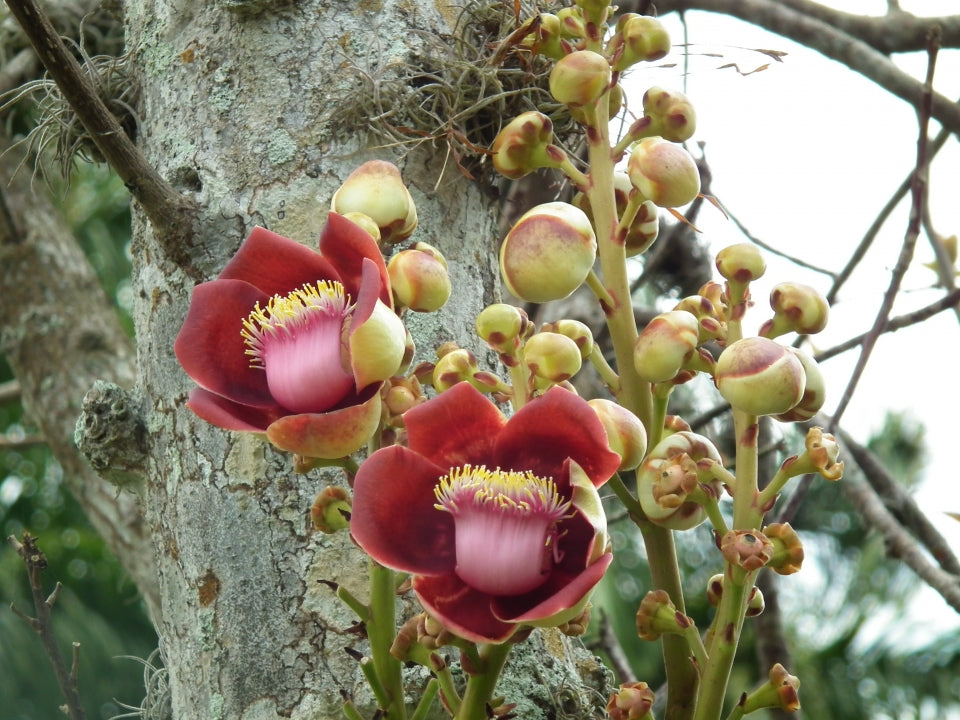 Couroupita guianensis (Cannonball tree)