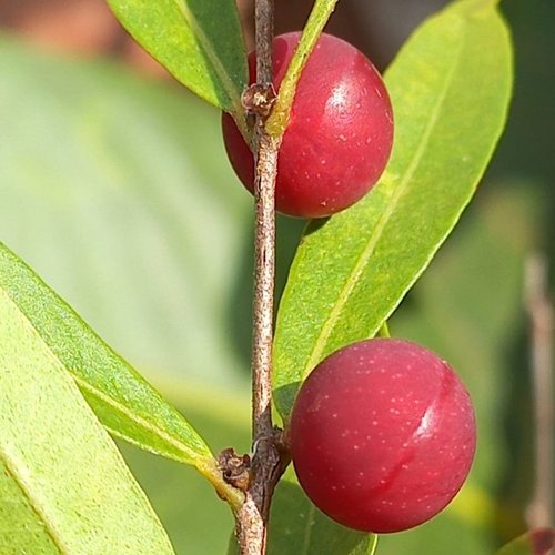 Myrciaria sp. "Vermelha"