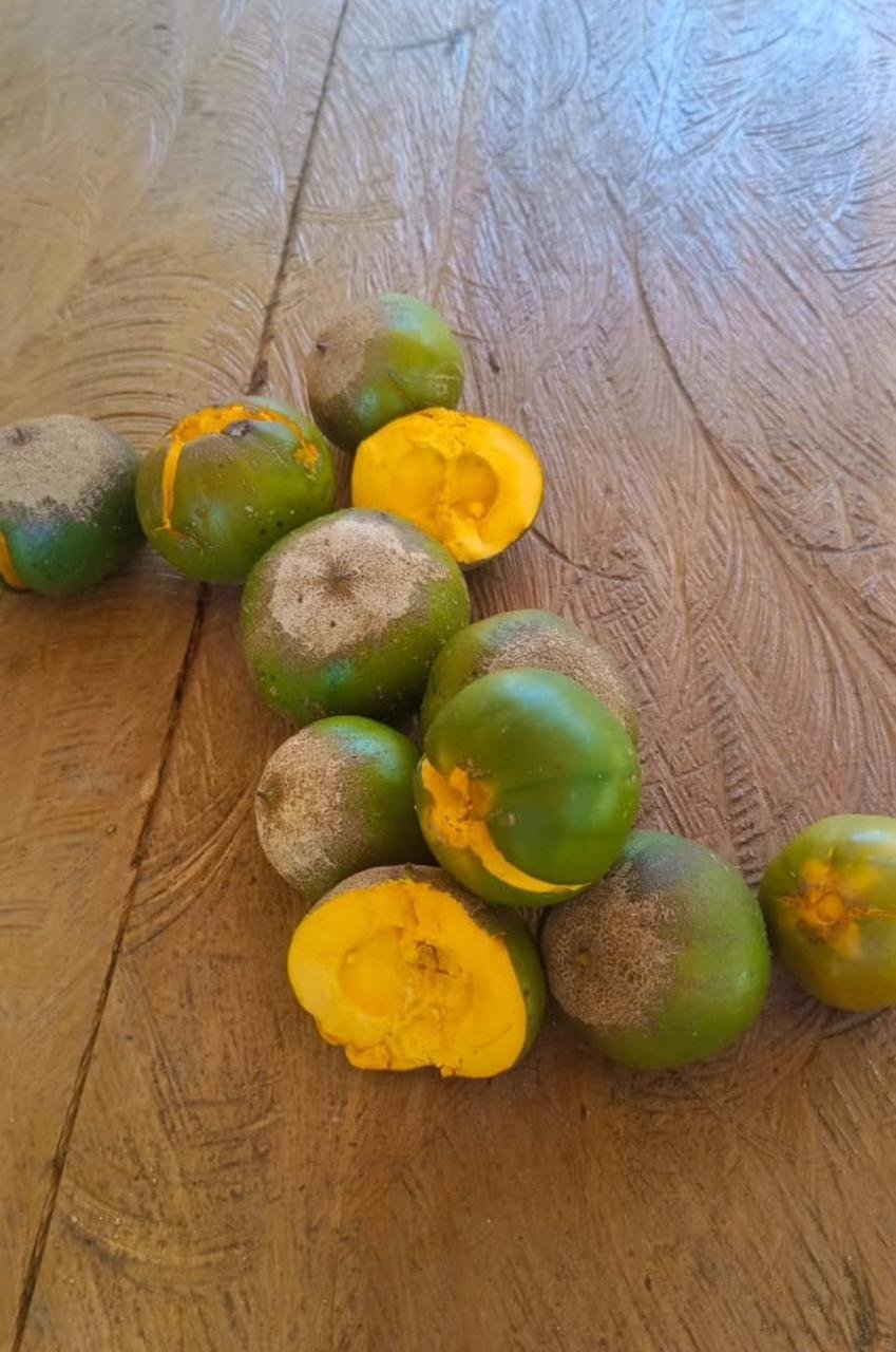 Pouteria arguacoensium