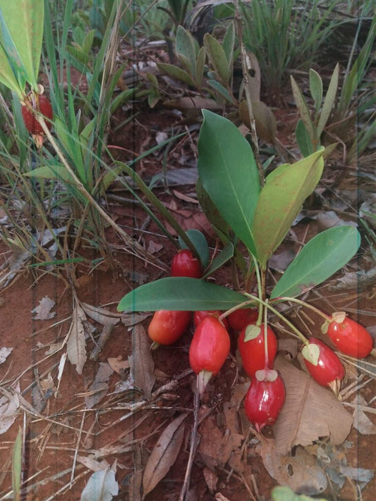 Eugenia aff. calycina "Dwarf Cerrado Cherry"