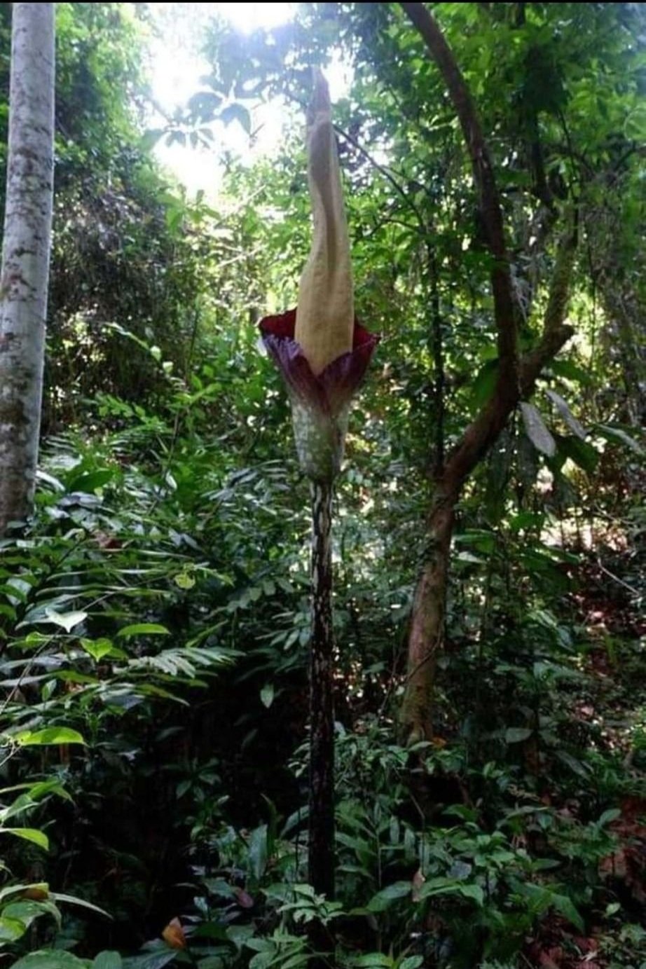 Amorphophallus gigas