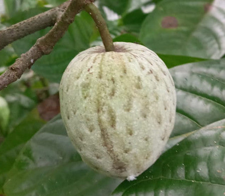 Annona hayesii