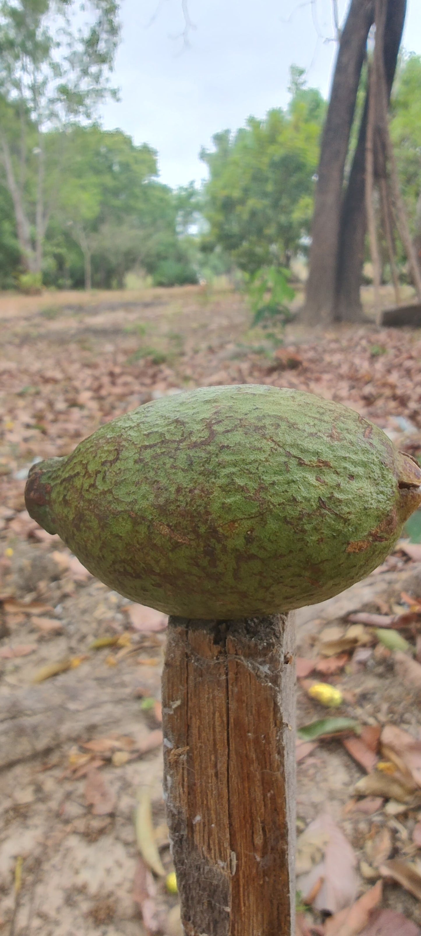 Psidium sp. "Araçá-feijoa"