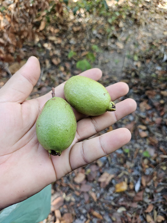 Psidium sp. "Araçá-feijoa"