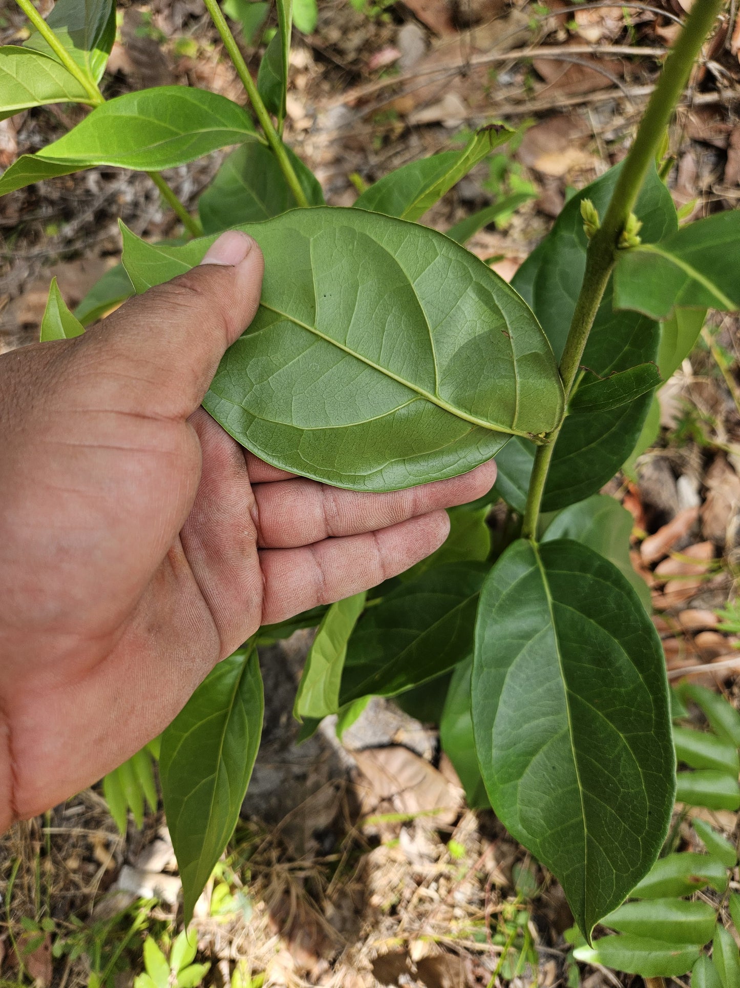 Psidium sp. "Araçá-feijoa"