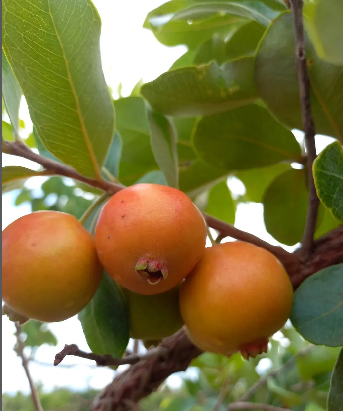 Psidium sp. "Araçá laranja do Cerrado"