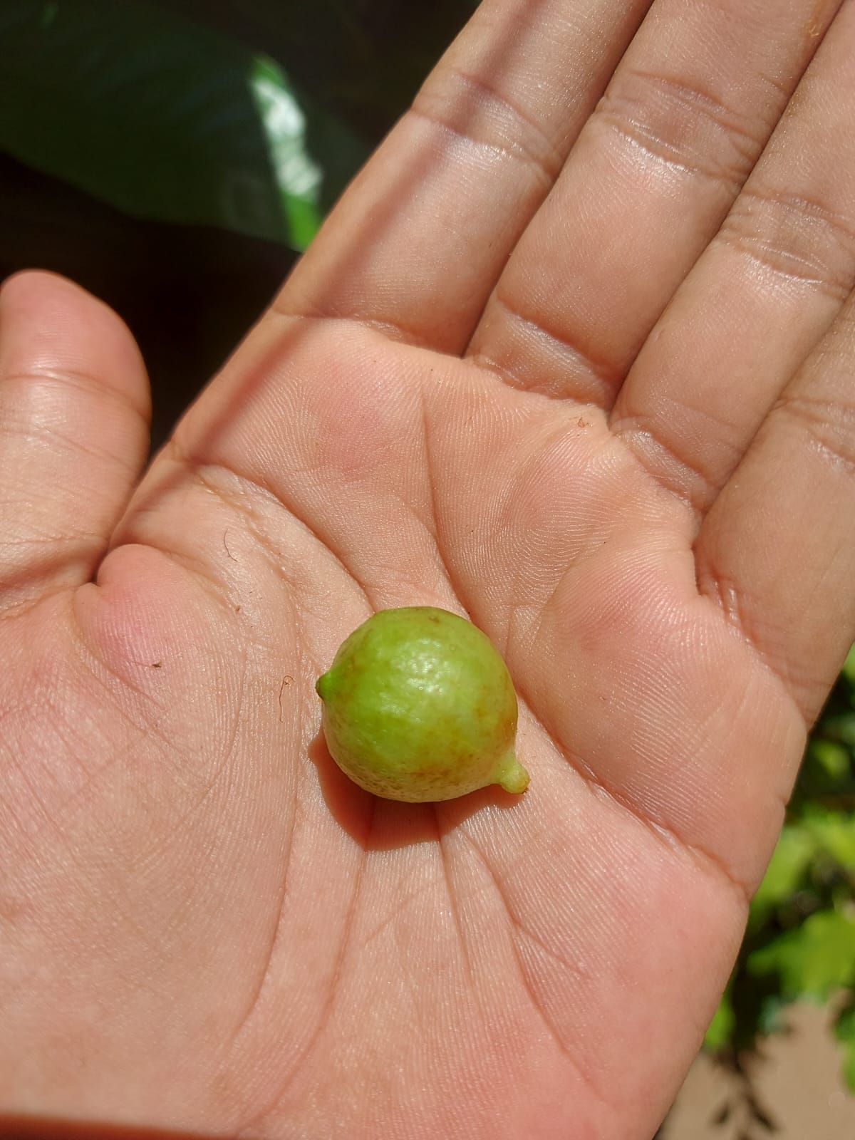 Alsobia sp. (Costa Rica) 】多肉質な小型イワタバコ科草本 / コスタリカ高地産 / 熱帯植物 - 観葉植物