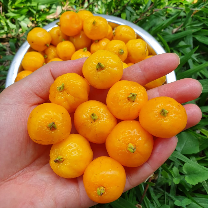 Eugenia azeda "Pitanga Feijoa"