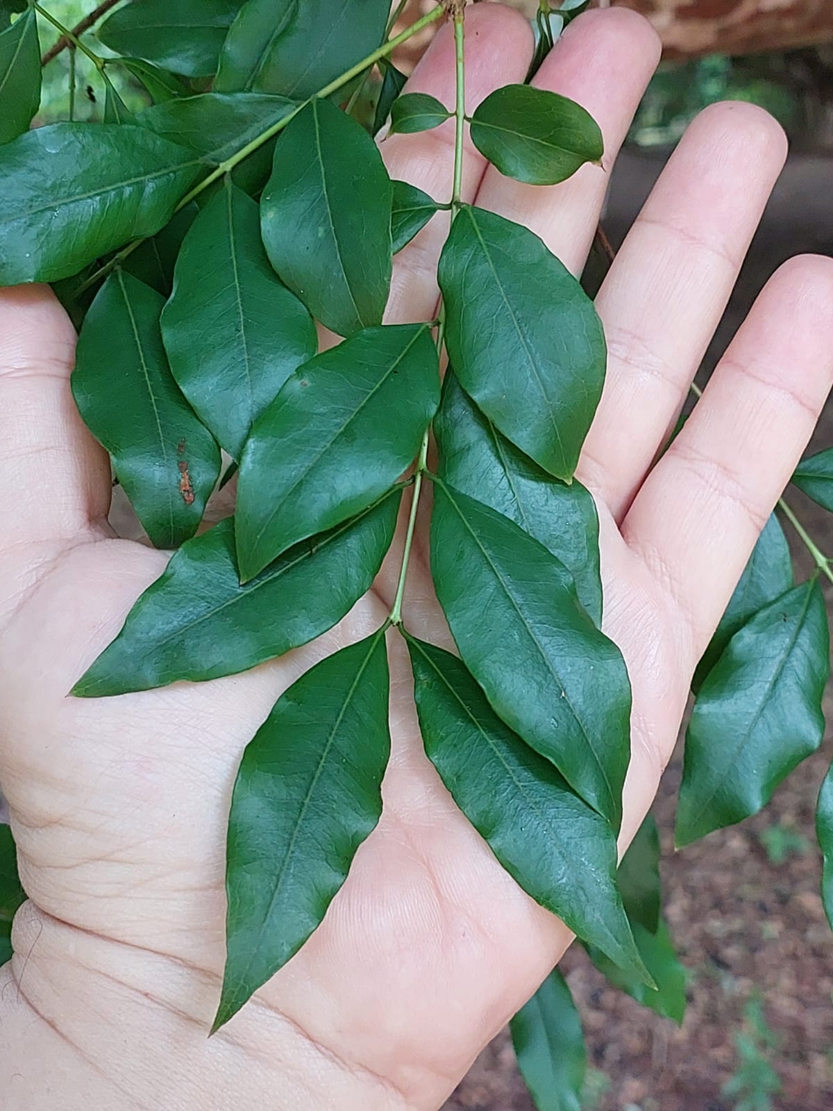 Plinia trunciflora "Cabinho Poços" Vilela B17