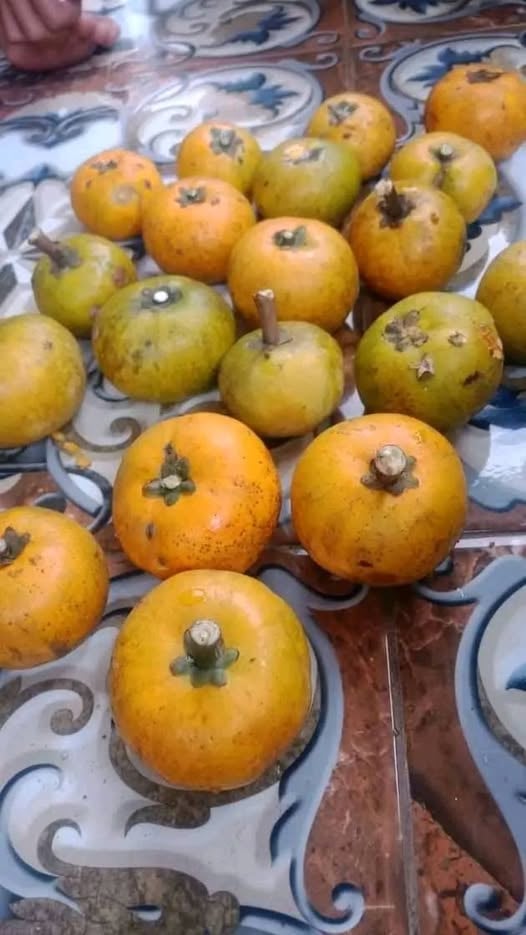 Pouteria rossiana "Ross Sapote"