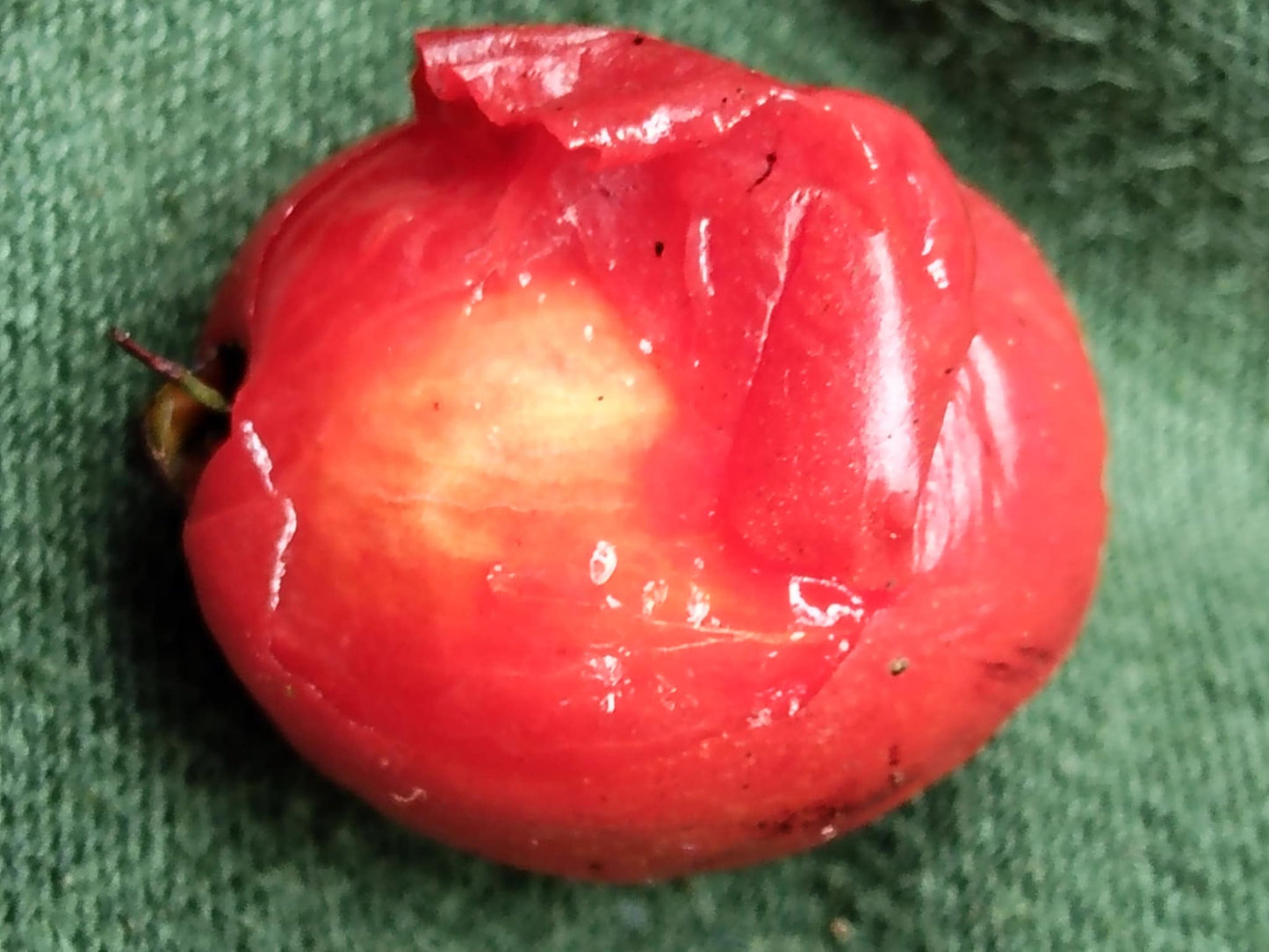 Eugenia sp. "Cereza de Bolívar"