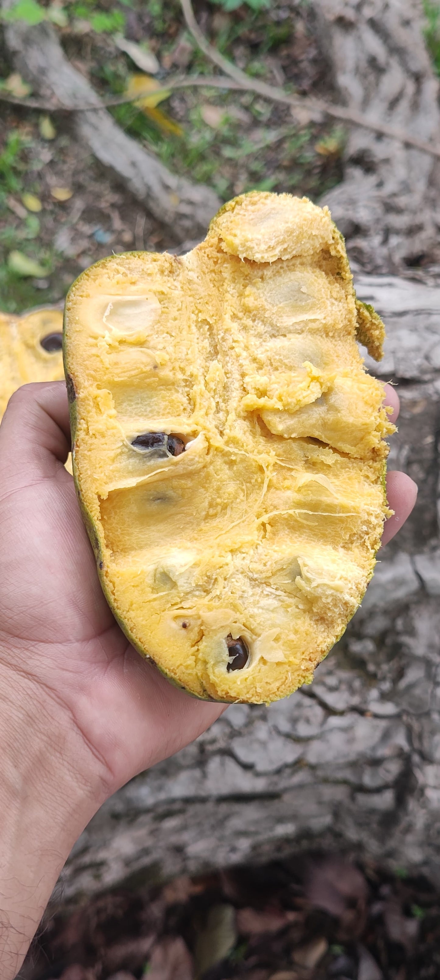 Annona sp. "Bruto Maranhao"