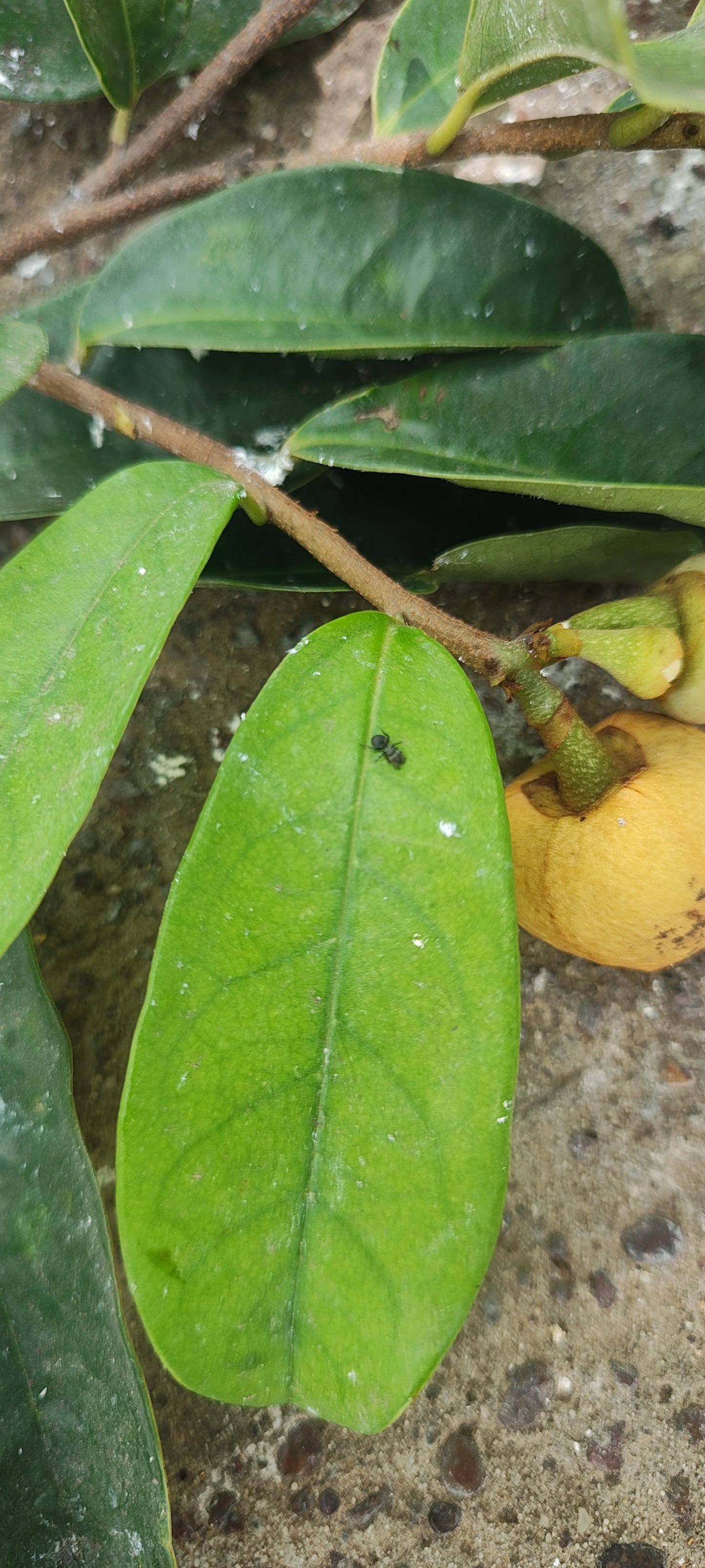 Annona sp. "Bruto Maranhao"