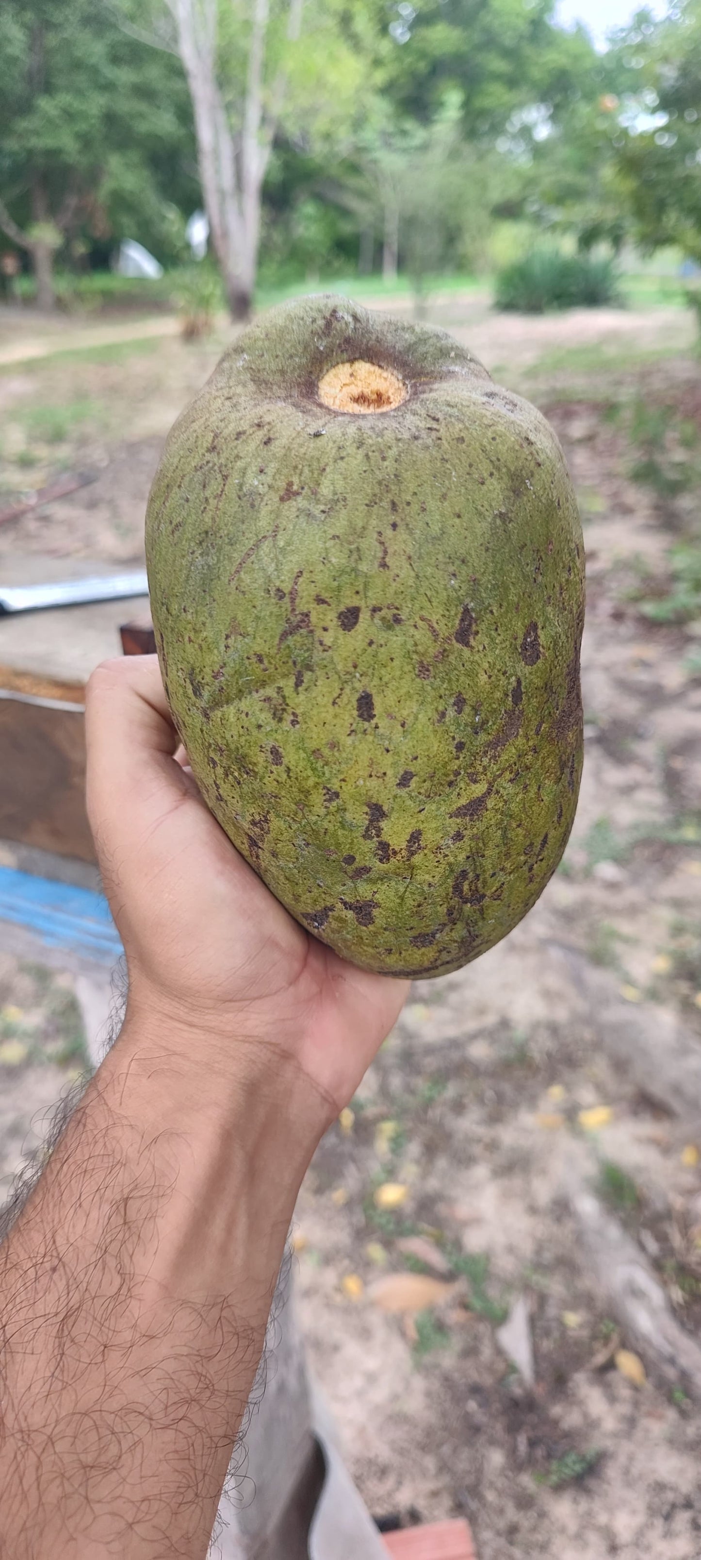 Annona sp. "Bruto Maranhao"