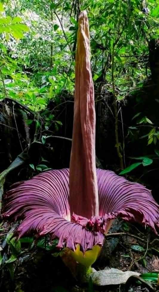 Amorphophallus titanum var. "Aceh"