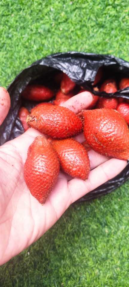 Salacca wallachiana