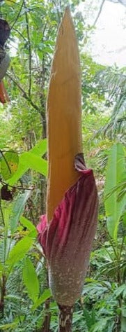 Amorphophallus decus-silvae