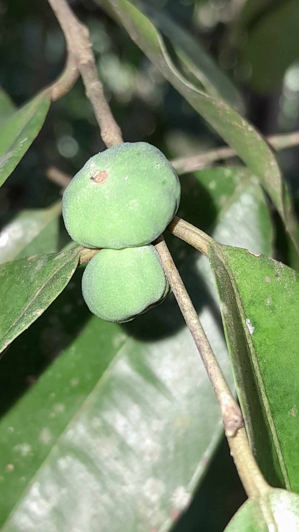 Myrciaria sp. "Columbia"