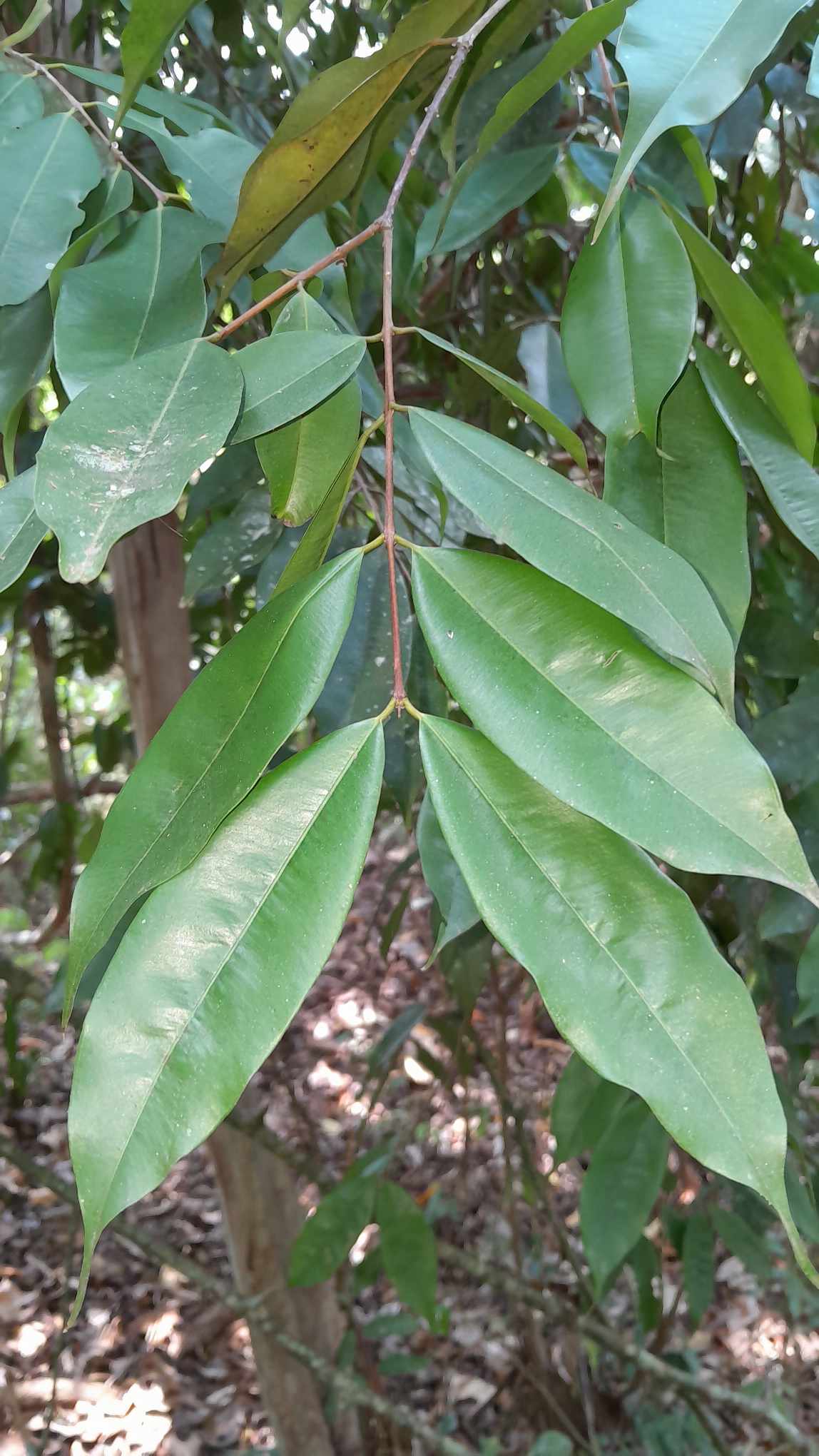 Myrciaria sp. "Columbia"