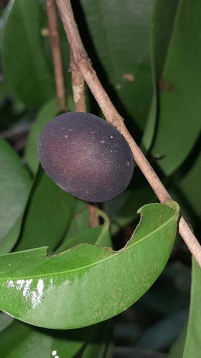 Myrciaria sp. "Columbia"