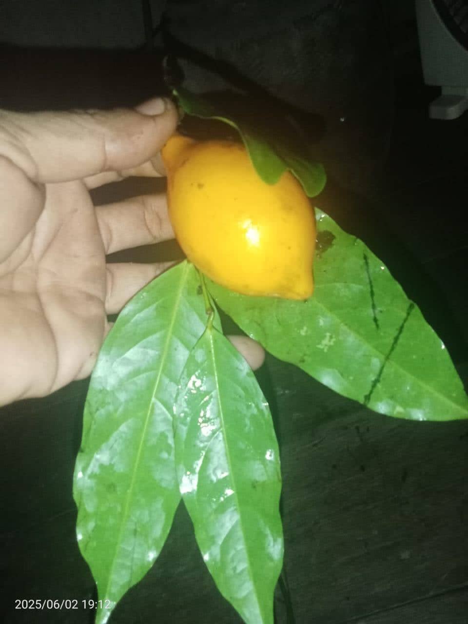 Xanthophylum amoenum