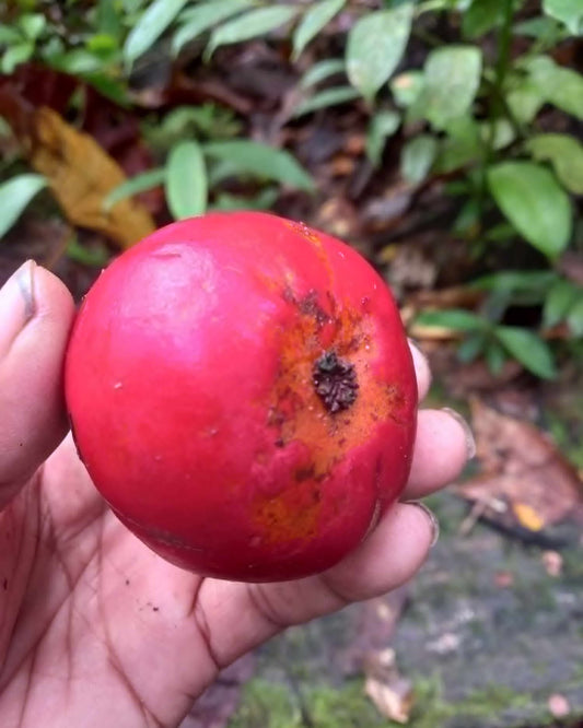 Garcina sp. "Papua Red"